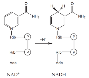 NAD-NADH.png